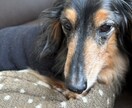 17歳老犬飼主・介護20年の主婦が相談に乗ります 介護、愛犬、献立の悩み。人生相談から愚痴聞きまで。 イメージ3