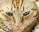ペットの気持ちお届けします ペットの様子がおかしいなあと思う時、話を聞いてお伝えします イメージ4