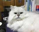 私の猫ブログに載せます 猫に関する情報などを私の猫ブログに載せます。 イメージ1