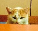 お悩み相談お聞きします よく相談をされ、話してよかったと言ってもらえます。 イメージ2
