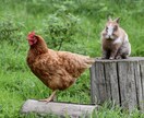 Twitterで300RTまで宣伝します 見積もり相談にて1000円に値下げ可能です(⁎ᴗ͈ˬᴗ͈⁎) イメージ5