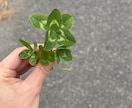 今のあなたに必要なクローバーの声を言葉にします 自然からの温かいお守りメッセージをあなたへ届けます イメージ2