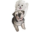 愛犬、愛猫のイラスト描きます 愛犬愛猫の思い出の瞬間をイラストで描いてお届けします イメージ3
