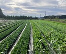 有機農業に興味のある方の就農相談、栽培相談をします 就農４年で売上2500万円越えの有機農家が相談に乗ります。 イメージ10