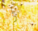 現実につかれた方へ。幻想的な写真作成します 写真なのにイラストに見える？ｉＰｈｏｎｅが写真の概念を再構築 イメージ10