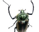 生き物・自然・その他をリアルイラストで描きます 長年出版業界に携わっているプロイラストレーターが制作致します イメージ8
