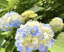 30日間・極上の健康回復セッションを行います 様々な不調のリセット、原初の健康設計値の再起動、免疫機能回復 イメージ9