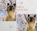 ペットのご遺影作成致します ペットとの大切な思い出を残しませんか？ イメージ10