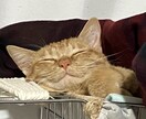 うちの子がいちばん！愛猫の自慢話聞きます 愛猫とのエピソード、特技、猫愛なんでもお話しください♪ イメージ7