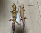 爬虫類に関するお悩みお受けします 飼育、モルフ、販売、買取、駆除、繁殖、何でも構いません！ イメージ1