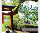 縁結び強化◇お二人の縁を強く結びます ㊙️細胞レベルで愛される秘伝の方法 イメージ3