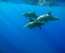 シリウスのエネルギーで浄化、ヒーリングします あなたの抱えた闇を光へと変換し、安心のエネルギーで満たします イメージ7