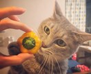 猫ちゃんのお食事に関するお悩み相談にのります 食の悩みを解決して飼い主さんも猫ちゃんもしあわせに！ イメージ6