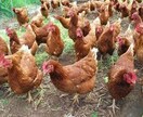田舎暮らしを検討中の方のお悩みお聞きします 信州の里山で古民家改修、狩猟、平飼い養鶏、有機農業の経験あり イメージ1