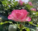 介護に関するご相談をお伺いします 介護を受ける方、介護する方のご相談なんでもお伺いします イメージ2