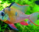 失敗しない熱帯魚の育て方教えます 元気な熱帯魚・死なせない熱帯魚！最初から教えます。 イメージ1