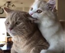 指定された1週間のアドバイスを占います 毎日の幸運になる鍵を探しているあなたへ イメージ1