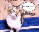 現役アニマルコミュニケーターがお答えします セッション無しで、あなたの疑問にお答えします。 イメージ1