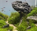 レイアウト水槽の疑問をプロが1時間で解決します 初心者歓迎・機材選びからレイアウト相談まで イメージ1
