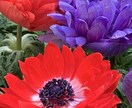 印象に残る季節の草花の写真を提供します 自然の色とりどりの草花で、より鮮やかな日常にします イメージ4