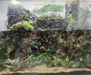 熱帯魚、水草飼育のアドバイスします 熱帯魚飼育初心者の方向けに、生体お迎えまでサポートします♪ イメージ2