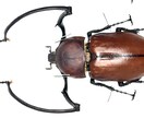 昆虫標本作成依頼承ります 自宅で死んだ昆虫などの標本を作成します イメージ3