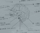分かりやすい手書き医療系イラストを提供します 医療医学系の方向け！難しい医学をイラストで説明しませんか？ イメージ9