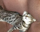 パニック障害の方の相談にのります 私もパニック障害でした。力になればと思います。 イメージ1
