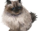 うちのこ描きます 猫ちゃん、わんちゃんを可愛くデジタルで描きます！ イメージ3