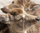 AIで写真プロのクオリティに鮮明化します 「その写真、諦めないで。AIが最高の1枚に変えます。 イメージ2