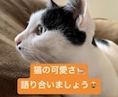 猫の可愛さを語ります 猫の可愛さを一緒に語りませんか？猫、可愛すぎる♡ イメージ1