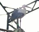 写真データ販売致します 鳥など自然を撮っております。色々な写真があります。 イメージ5
