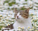 外猫との共生をサポートします 地域猫活動、ＴＮＴＡ、、猫に関するお悩み、、共生の意識共有 イメージ4