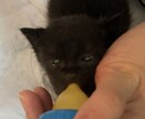 保護子猫の育て方（初心者歓迎）丁寧にサポートします 乳飲み子猫の命をつなぐ技術と知識、伝えます,ﾟ.:｡+ﾟ イメージ8