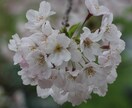 写真撮影行います あなたの代わりに写真撮影いたします！ イメージ3