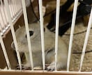 愚痴、恋愛、好きな物を気兼ねなく出せる場にします 遠くのお話し相手とし話しやすい暇な時間を共に過ごす人 イメージ1