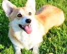 大切なペットの本音、お伝えします 写真を通じた霊視により、ペットの本音をお伝えします！ イメージ1