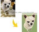 あたたかみのある似顔絵お描きします 愛犬、愛猫など大切なご家族の似顔絵はいかがですか？ イメージ5
