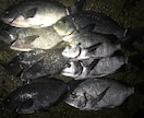 海釣りの始め方！ご満足いくまで何回でも！教えます 〜海釣り（ショアジギング、フカセ等）の始め方教えます〜 イメージ3