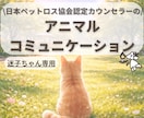 迷子のペットちゃんとお話します うちの子の“いま”を知りたい方へ｜アニマルコミュニケーション イメージ1