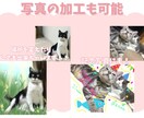 ペットの可愛い似顔絵をお届けします 『思い出を形に、そばに置きたくなる似顔絵』 イメージ2