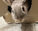 犬猫小動物魚｜生き物好きの相談や自慢話を聴きます 幅広い飼育経験と保護経験でペットと飼い主をサポート イメージ10