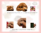 LINEフォトスタンプ作成します プレゼントにも！ペットやお子さんの写真をLINEスタンプに イメージ3