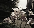 お母さんと一緒に､もう一度子供やり直します 甘えたくてもできなかった娘と息子ヘお母さんの優しい温もり イメージ4