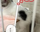 大切なペット写真集をペーパーバックで制作します 一緒に過ごす幸せ　癒しと笑顔の瞬間を写真集で残そう イメージ3