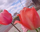 綺麗に風景の写真やお花等の写真撮ります 風景の写真、お花など好きな方！ イメージ4