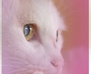この世に1つだけ愛猫・愛犬のスマホ壁紙お作りします 愛猫・愛犬を形にした唯一無二の壁紙です。 イメージ3