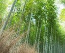 親身になって、否定せず、お話聞きます 日々の愚痴や悩み、鬱憤ばらし等なんでもどうぞ♡ イメージ5