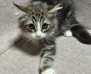 犬、猫ブリーダーコンサルタント致します 犬、猫ブリーダーのコンサルタント、繁殖、販売 イメージ2
