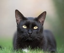 愛猫飼育スペシャリストが猫の疑問にお答えします 猫との生活で気になることなどニャンでもご相談ください⭐︎ イメージ4
